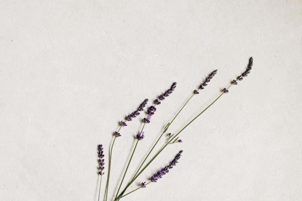 Simple arrangement of lavender flowers on a white backdrop, perfect for minimali