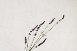 Simple arrangement of lavender flowers on a white backdrop, perfect for minimali