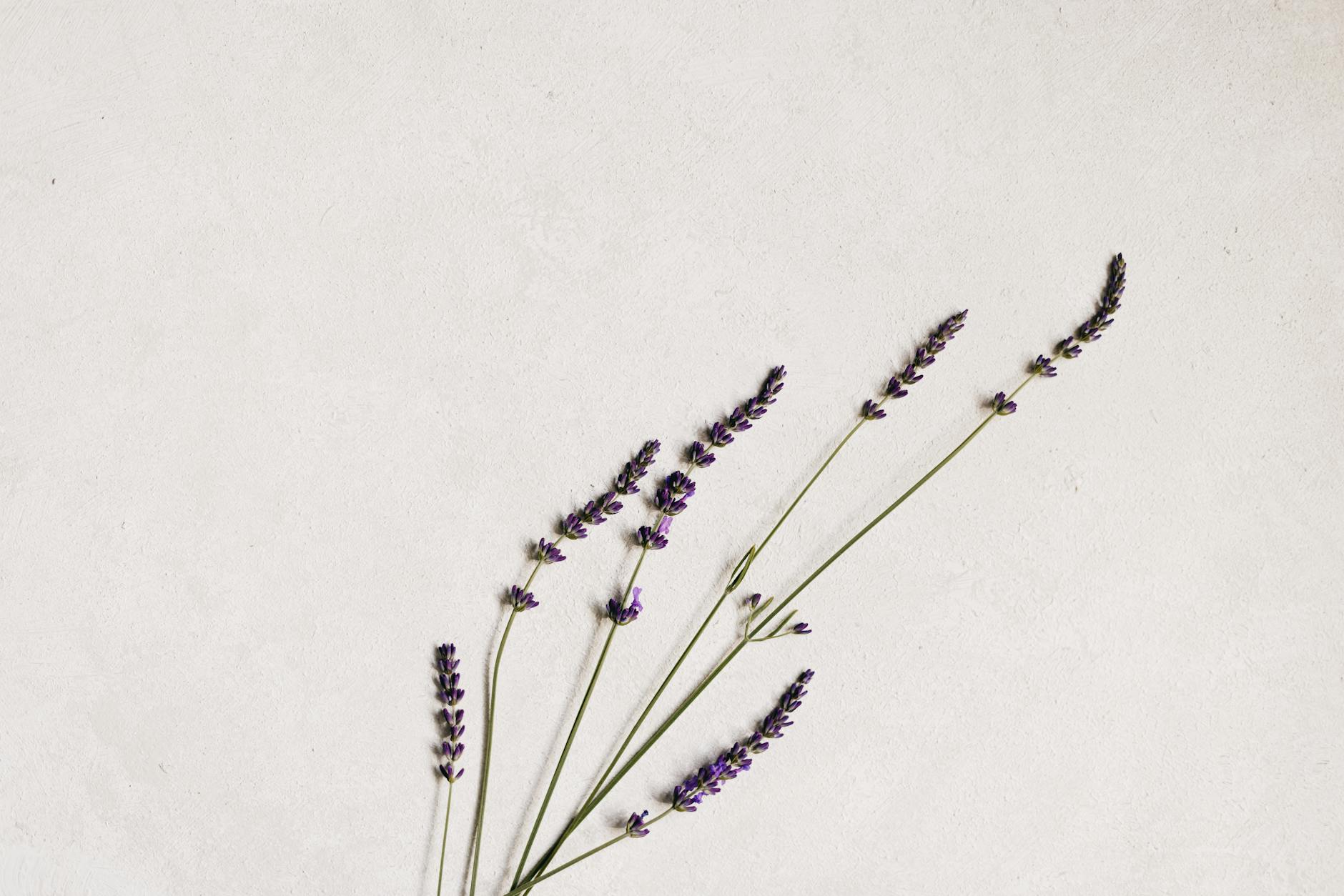 Simple arrangement of lavender flowers on a white backdrop, perfect for minimali
