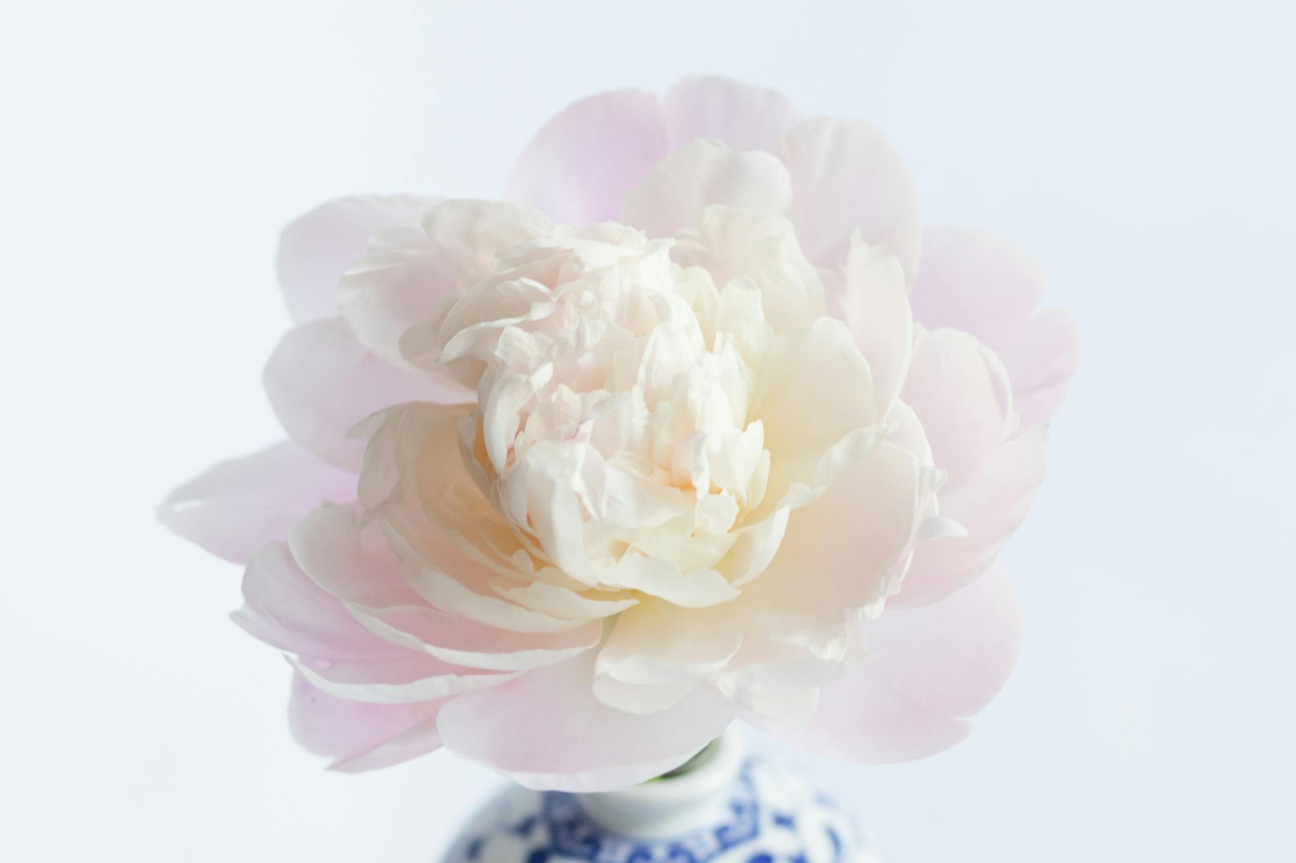 Close-up of a delicate light pink peony in a decorative porcelain vase.