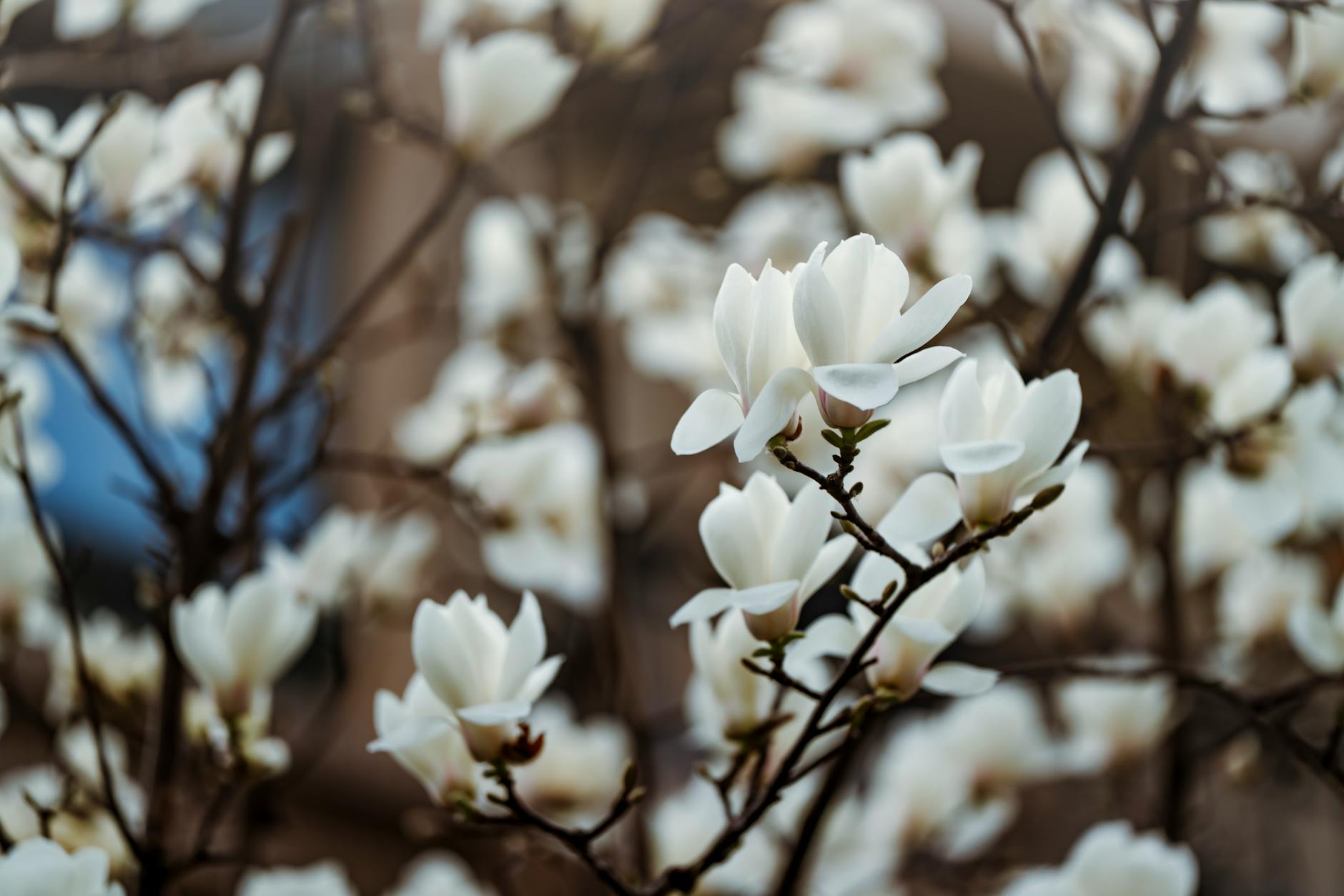 Beautiful white magnolia flowers in full bloom during springtime outdoors.