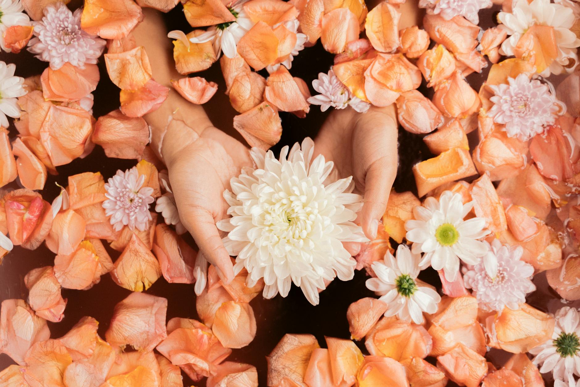 Hands holding a white chrysanthemum surrounded by orange petals in a tranquil ba