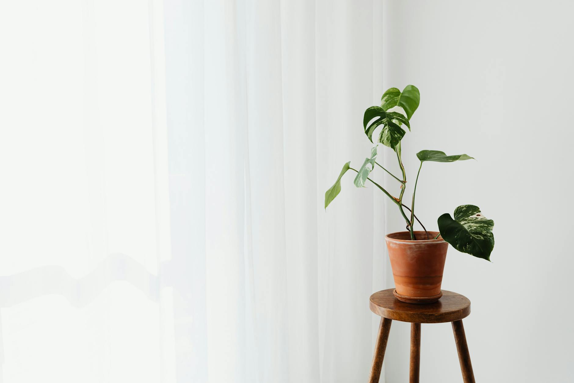 A minimalist shot of a Monstera Deliciosa in a clay pot on a wooden stool beside
