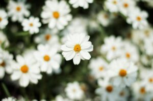 A close-up shot of white daisies in full bloom, showcasing their delicate petals