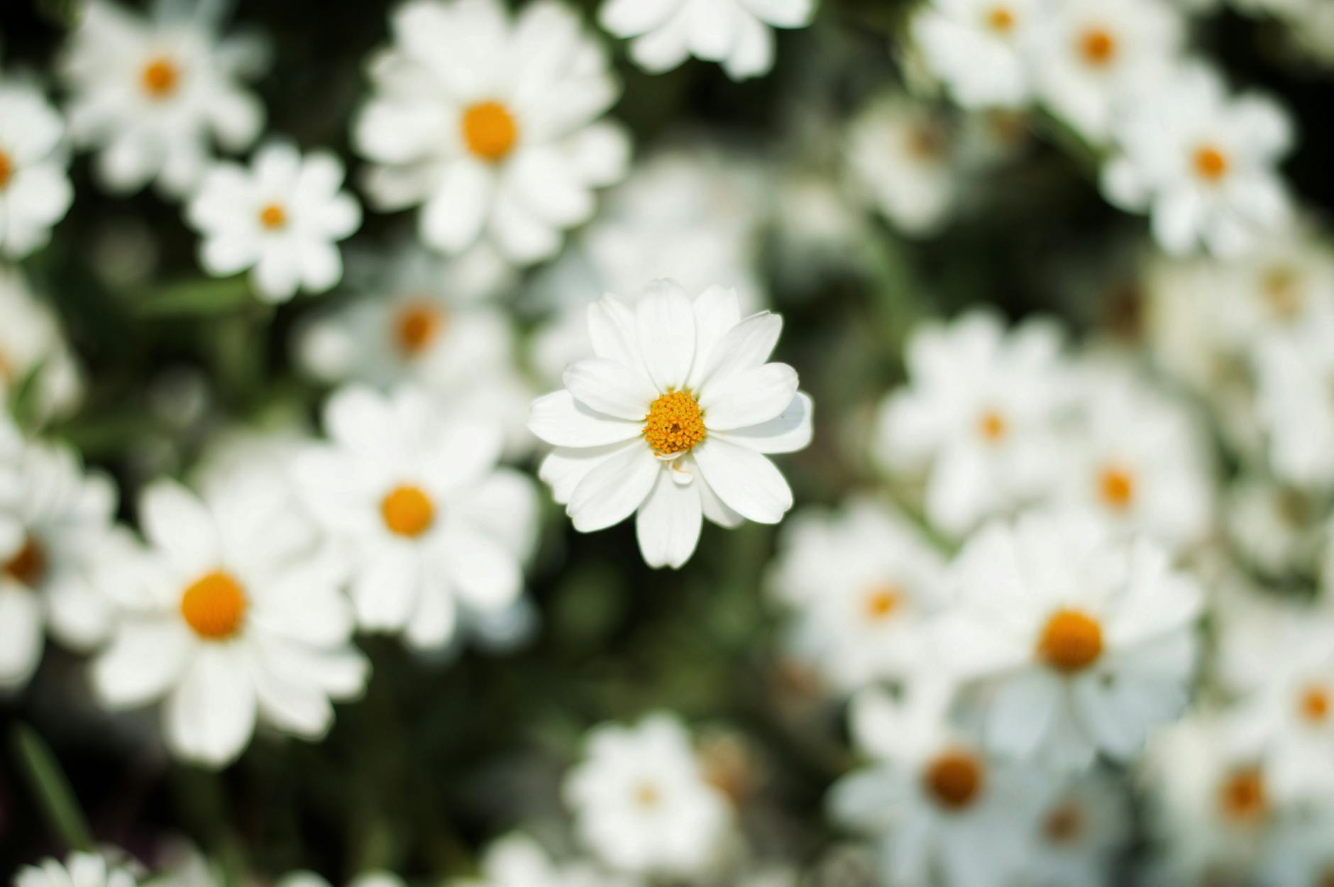 A close-up shot of white daisies in full bloom, showcasing their delicate petals