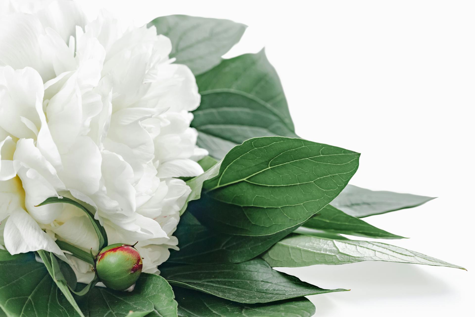 白い芍薬の花