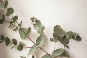 白い壁を背景にした柔らかなユーカリの枝