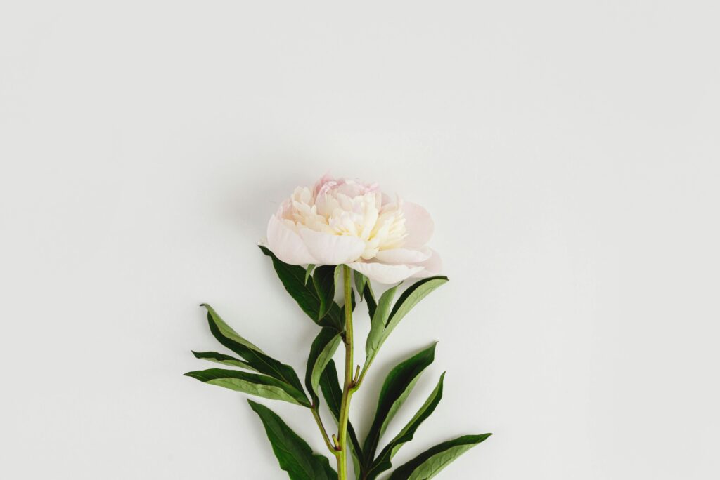 白いピオニーの花